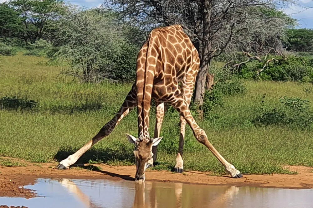 Afrika Reisen KrakenExplorer